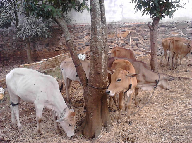 Thị trấn Krông Năng bàn giao bò cho các hộ nghèo